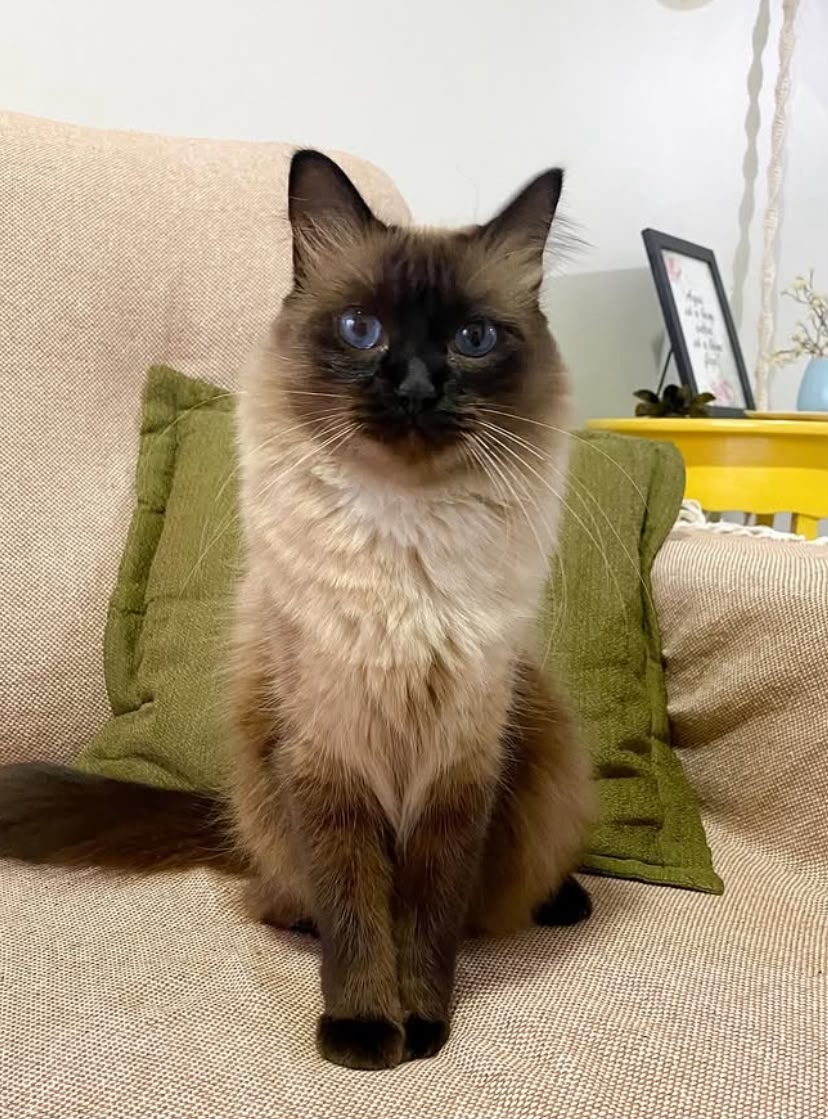 Chico