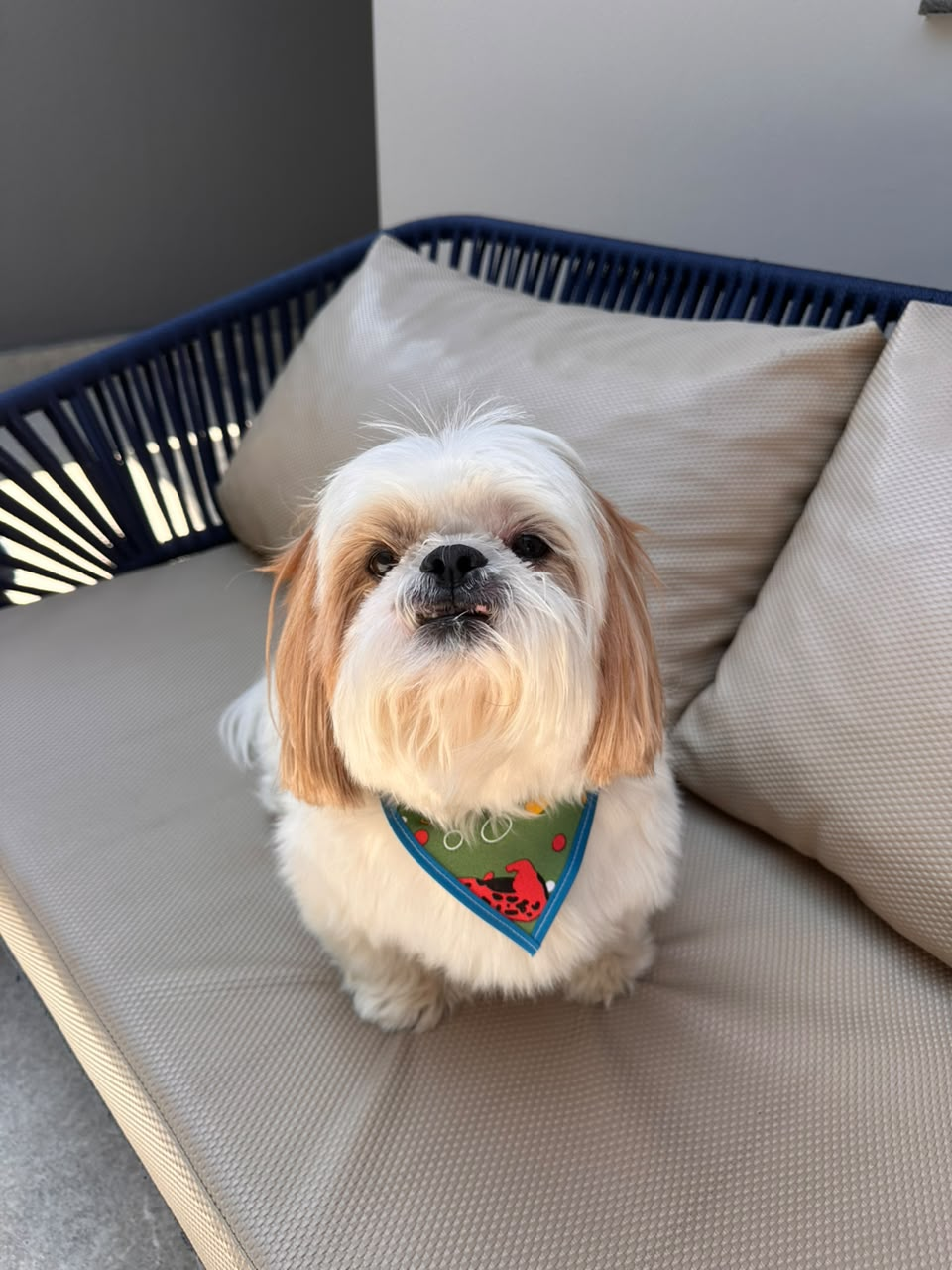 Buddy